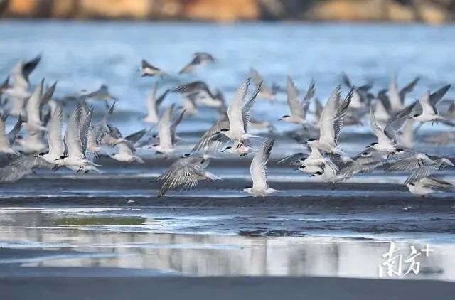 中山臺(tái)風(fēng)預(yù)報(bào)_禁行_中山黑煙車(chē)禁行罰款